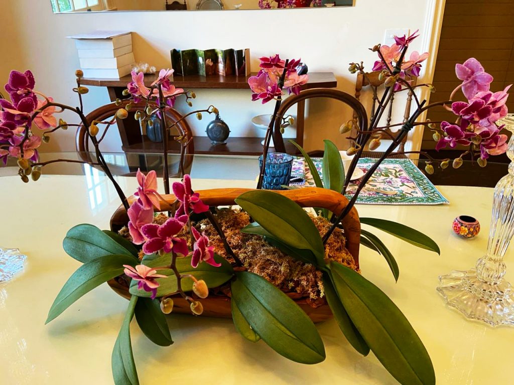 Vasos & Cachepots de Madeira 